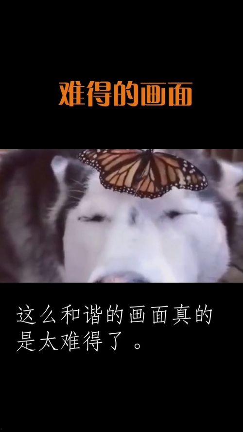 小狗抓蝴蝶,童趣盎然的欢乐瞬间