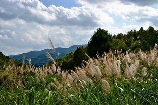 芦花寨,探寻江南水乡的宁静与诗意